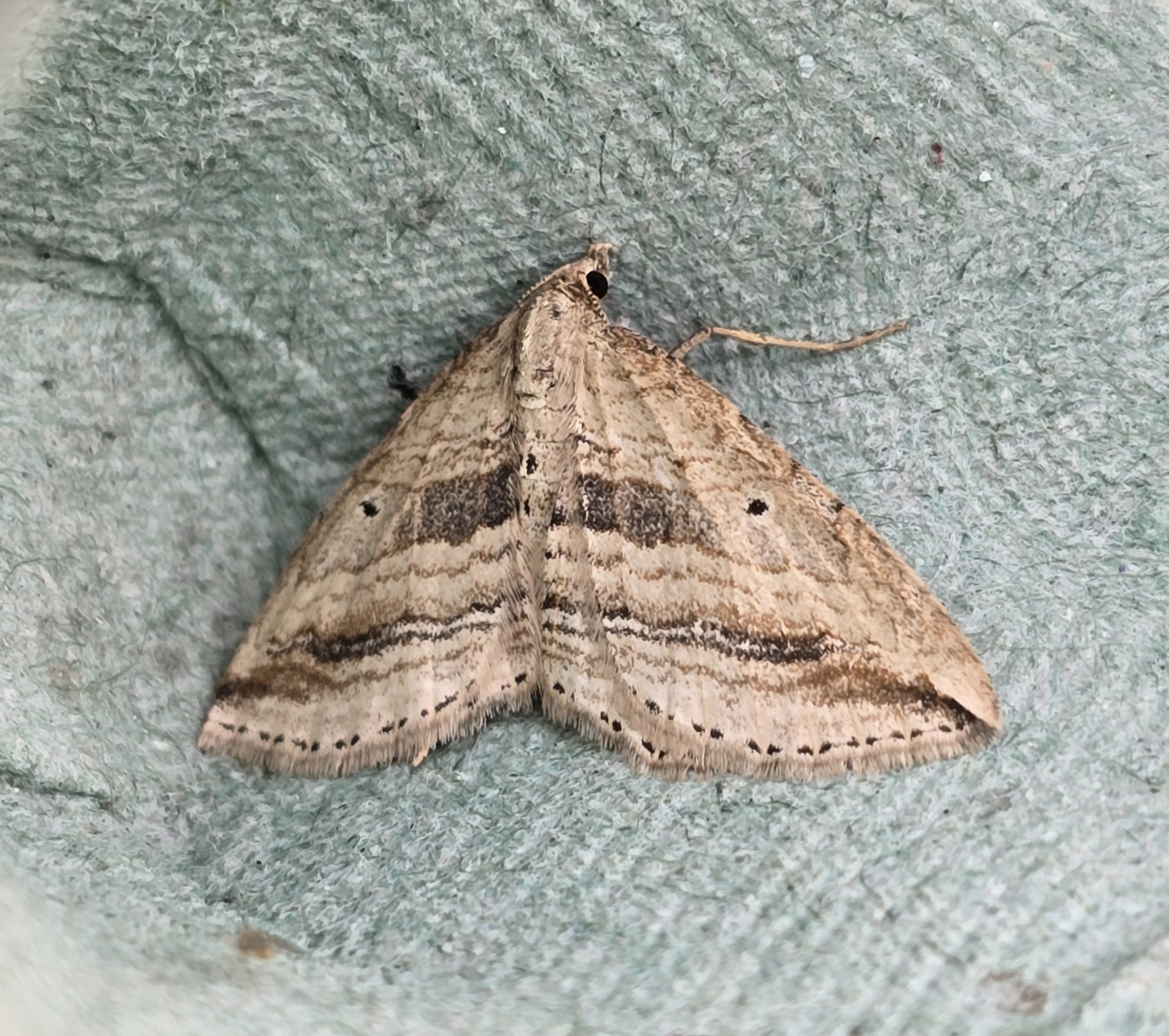 Photo of Oblique Carpet (Orthonama vittata)